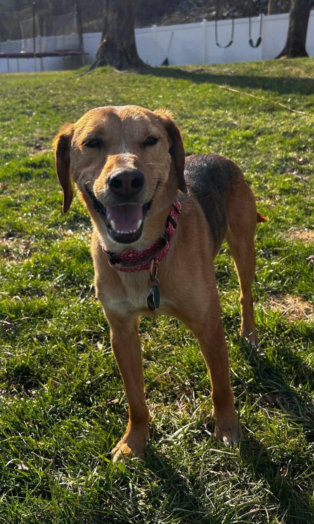 Shorty, an adoptable mixed breed in Sparta, NJ image 4/6