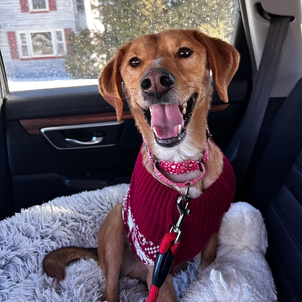 Shorty, adoptable, Young Male Beagle & Mountain Cur.