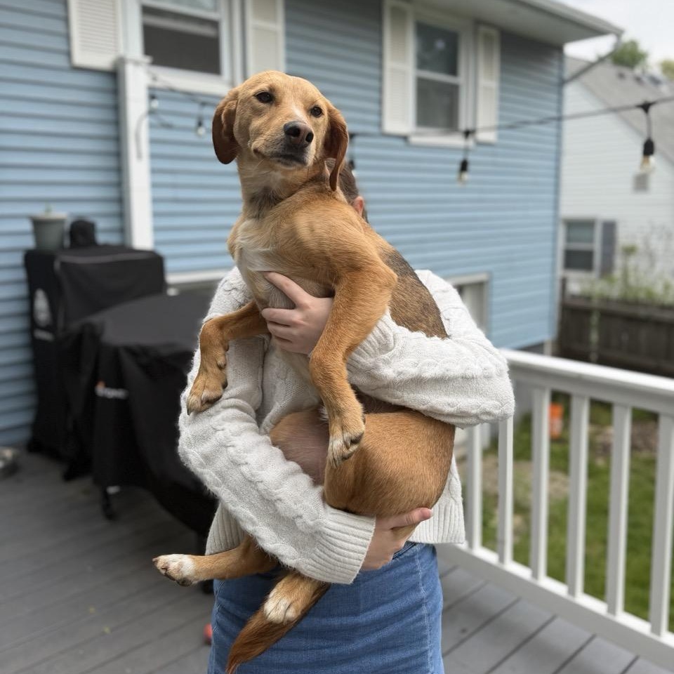 Shorty, an adoptable mixed breed in Sparta, NJ image 3/6