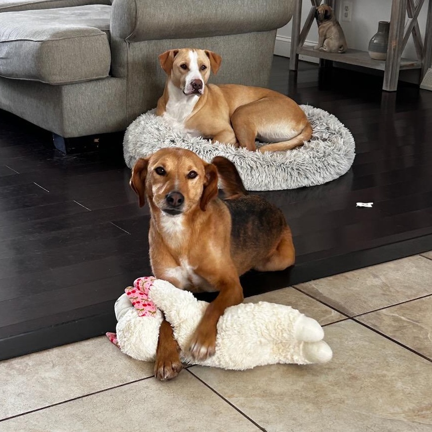 Enlarge Shorty, an adoptable mixed breed in Sparta, NJ image 3/6