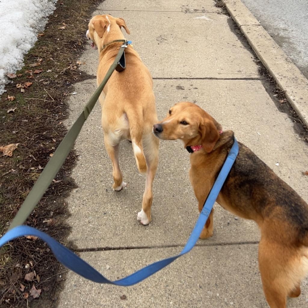 Enlarge Shorty, an adoptable mixed breed in Sparta, NJ image 5/6