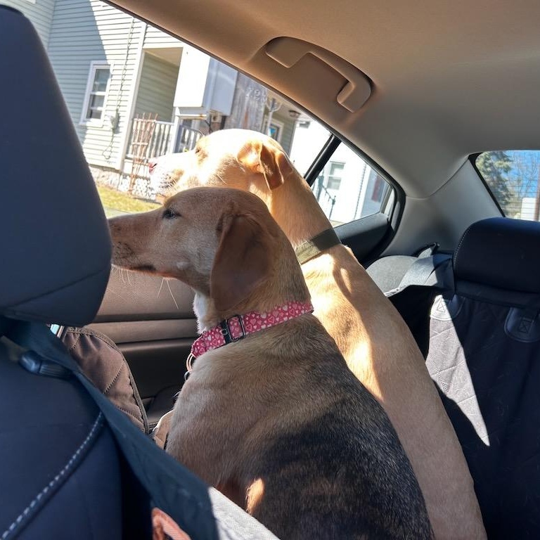 Enlarge Shorty, an adoptable mixed breed in Sparta, NJ image 2/6