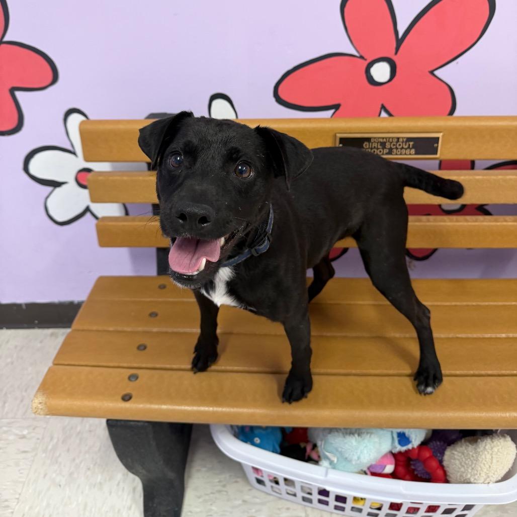 Enlarge Pattie, a Adoptable mixed breed in Binghamton, NY image 2/4