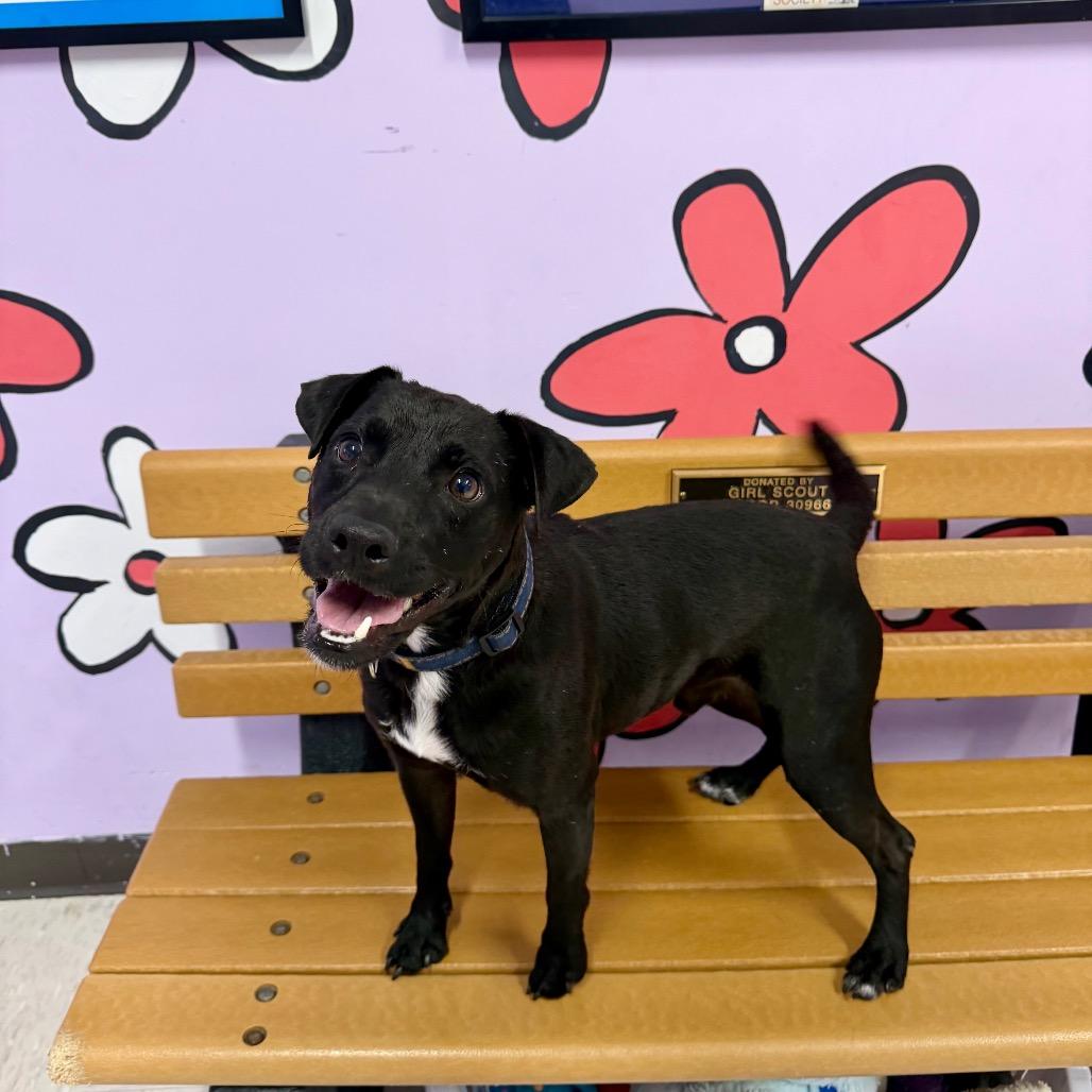 Enlarge Pattie, a Adoptable mixed breed in Binghamton, NY image 3/4