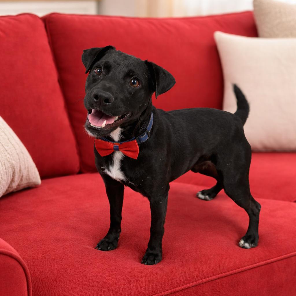 Enlarge Pattie, a Adoptable mixed breed in Binghamton, NY image 4/4