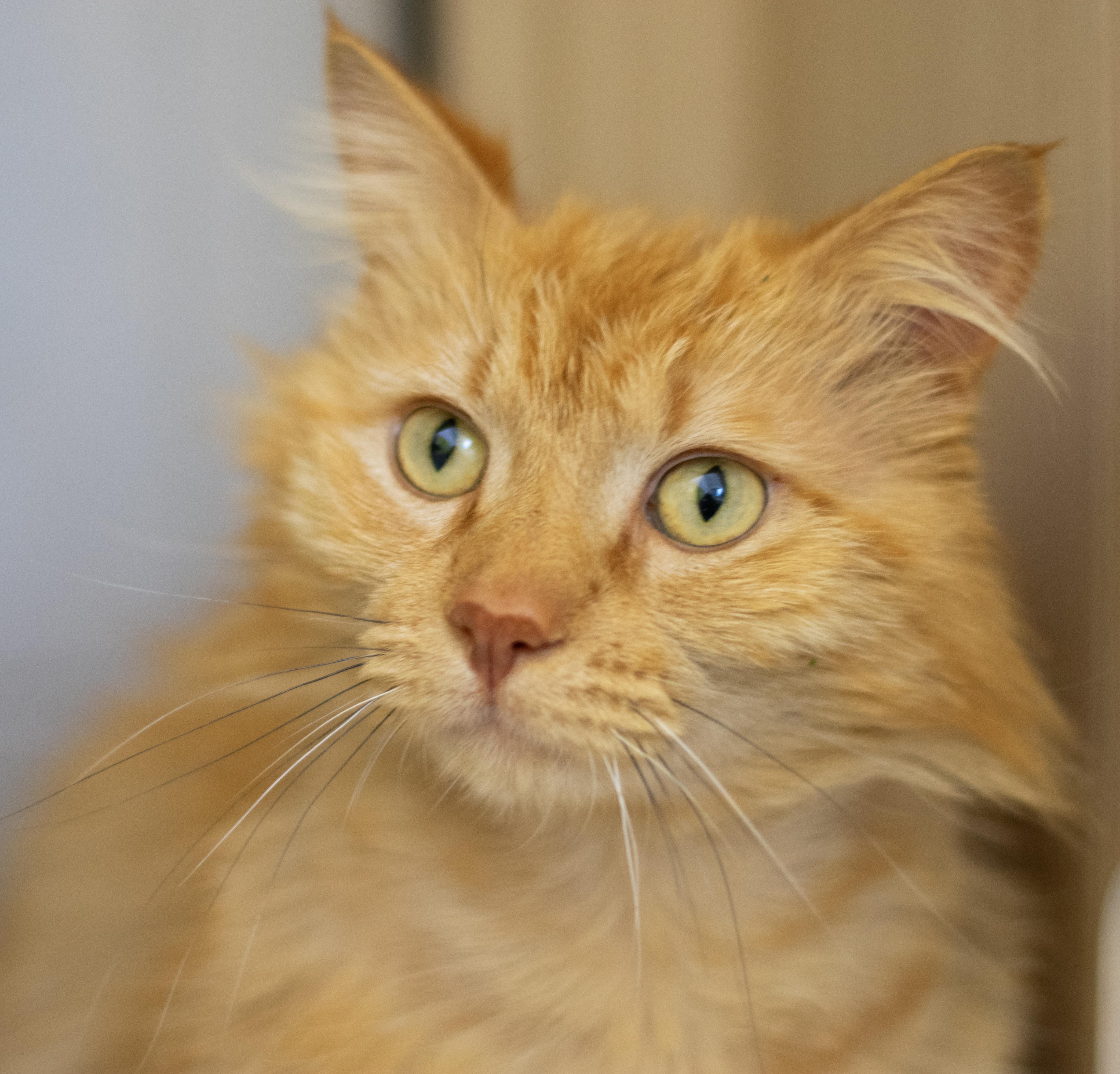 Fievel, Adoptable, Young Male Domestic Medium Hair.