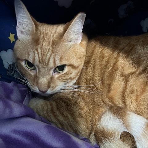 Leo, Adoptable, Adult Male Domestic Short Hair.