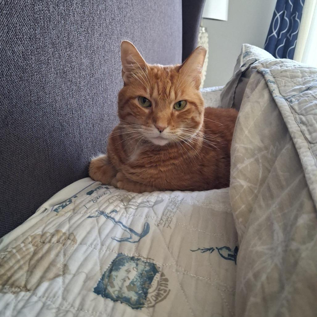 Leo, a Adoptable Domestic Short Hair in Lake Panasoffkee, FL image 2/2