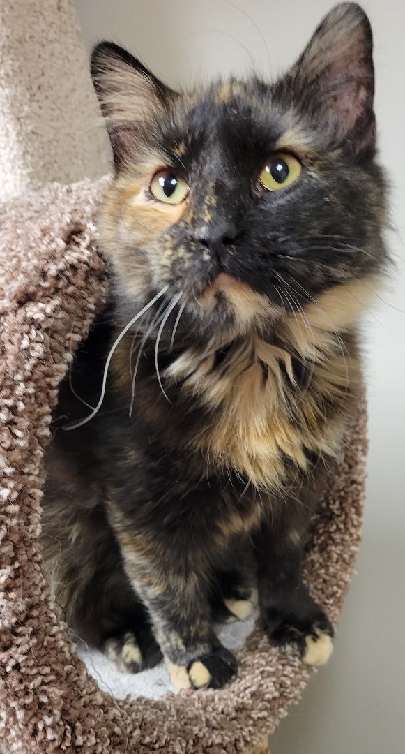 Enlarge Matilda, a Adopted Tortoiseshell in Grand Island, NE image 1/2