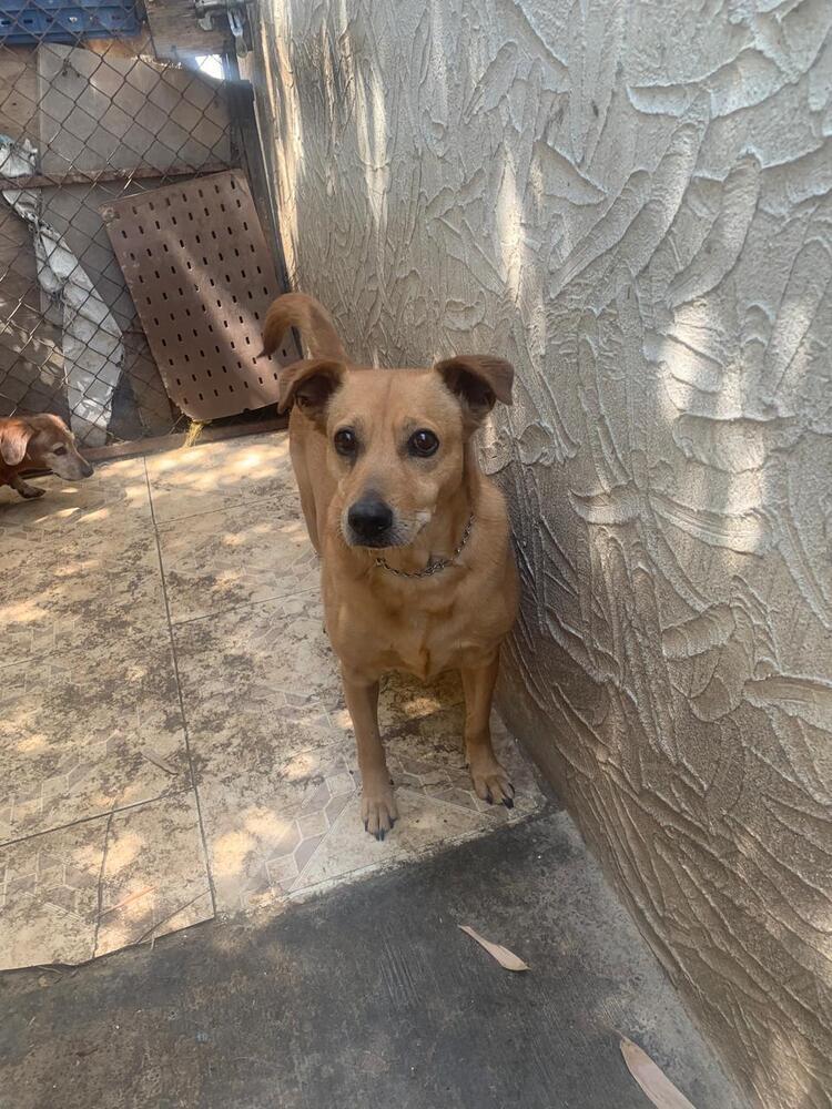 SIENNA, Adoptable, Adult Female Shepherd.