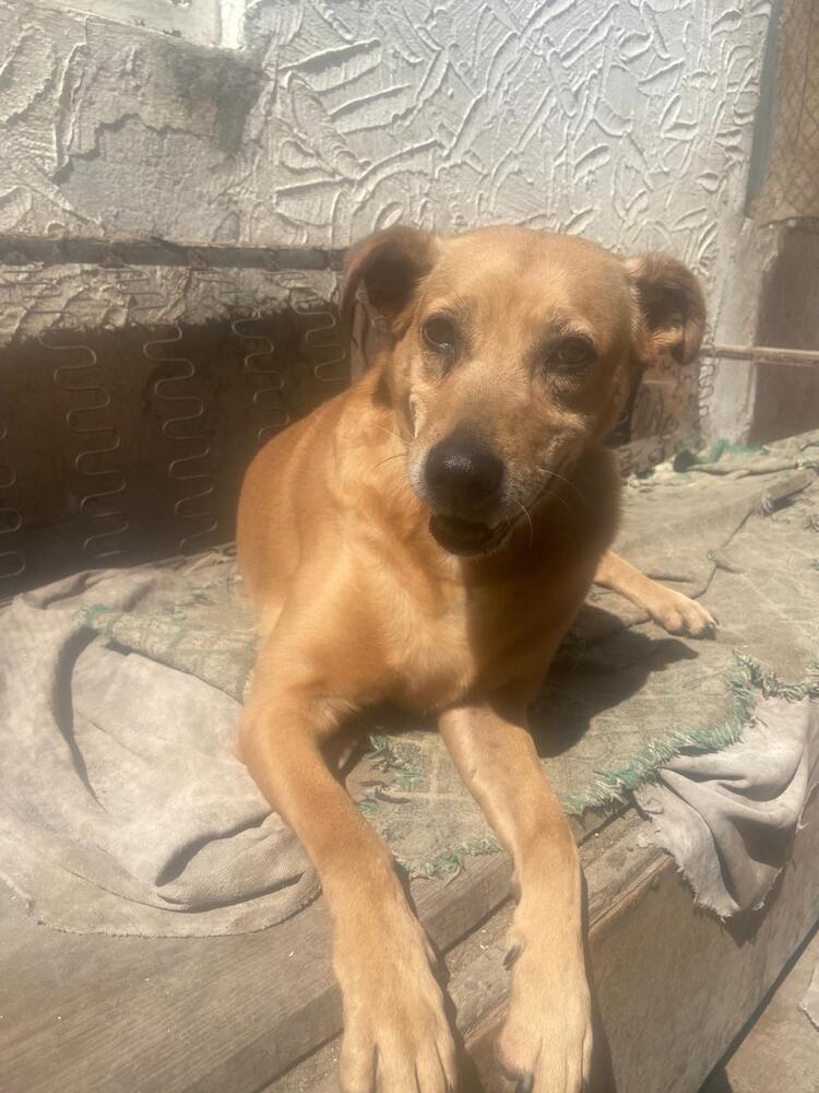 SIENNA, a Adoptable mixed breed in Langley, BC image 2/6