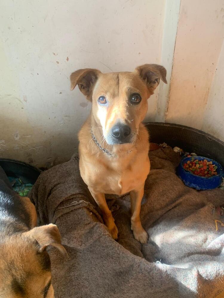 Enlarge SIENNA, a Adoptable mixed breed in Langley, BC image 2/6