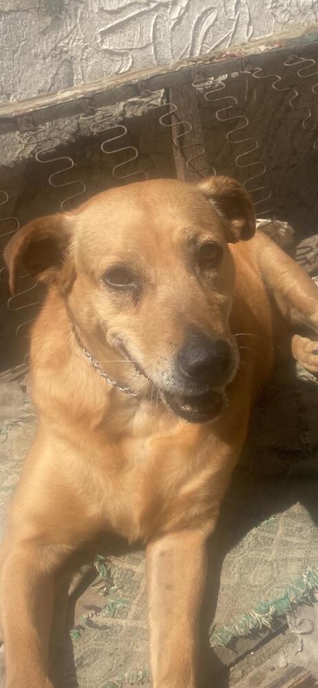 SIENNA, a Adoptable mixed breed in Langley, BC image 4/6