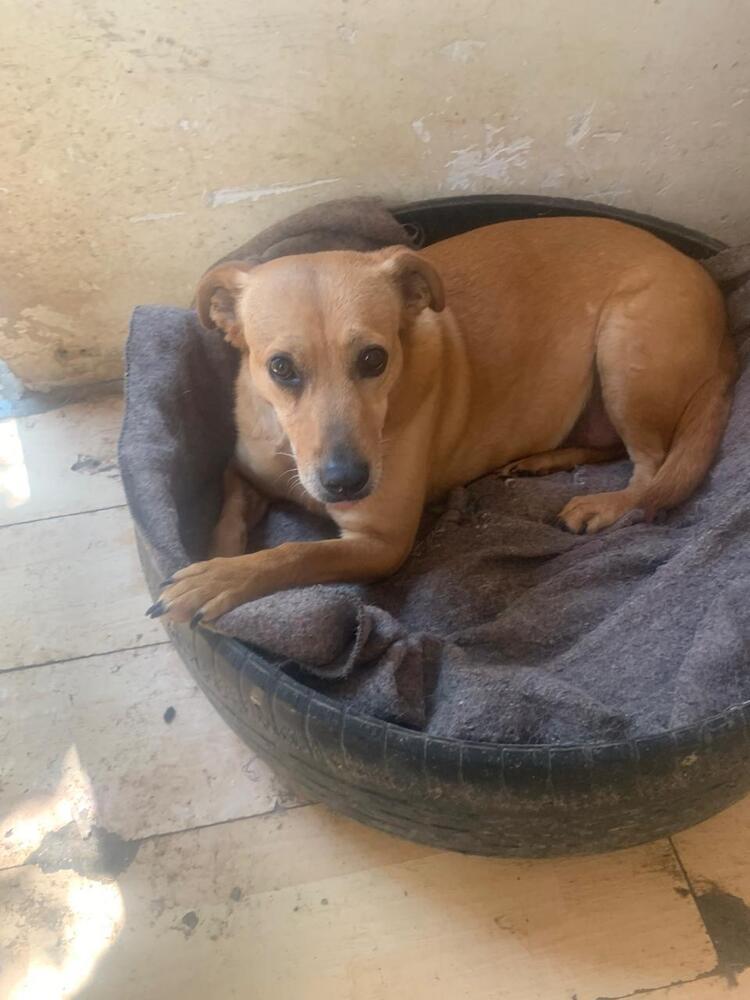 Enlarge SIENNA, a Adoptable mixed breed in Langley, BC image 3/6