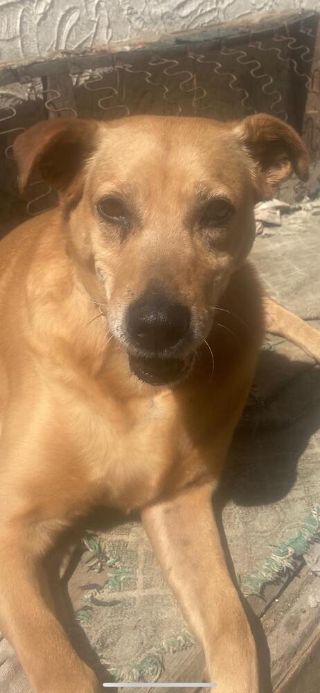 Enlarge SIENNA, a Adoptable mixed breed in Langley, BC image 4/6