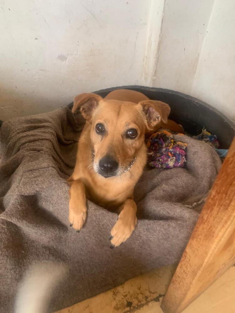 SIENNA, Adoptable, Adult Female Shepherd.