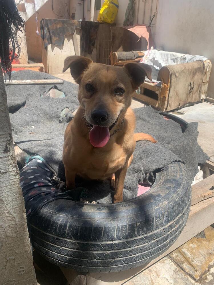 Enlarge SIENNA, a Adoptable mixed breed in Langley, BC image 5/6