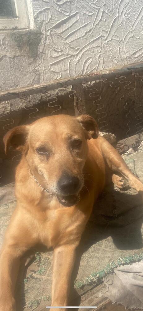 Enlarge SIENNA, a Adoptable mixed breed in Langley, BC image 6/6