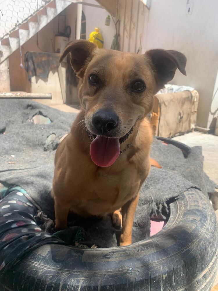 Enlarge SIENNA, a Adoptable mixed breed in Langley, BC image 6/6