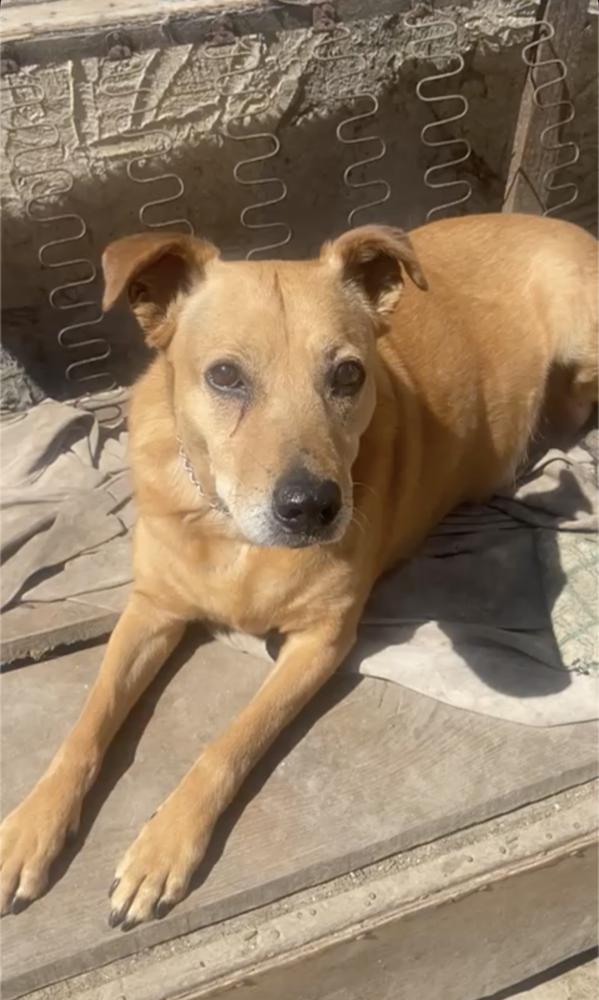 SIENNA, a Adoptable mixed breed in Langley, BC image 6/6