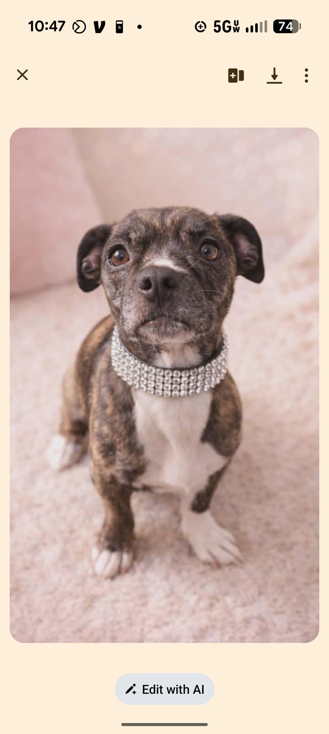 SIENNA, ADOPTABLE, Young Female Pug.