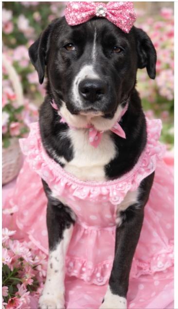 Reba, Adoptable, Adult Female English Pointer & American Staffordshire Terrier.