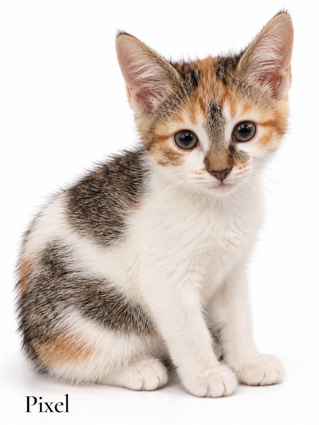 Pixel, Adoptable, Kitten Female Domestic Short Hair.