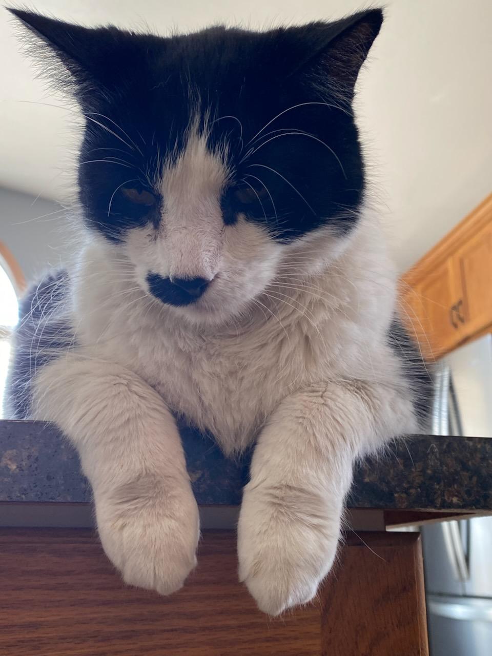 Charlie, Adult Male unknown