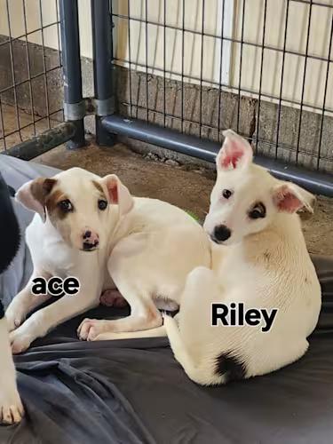 Ace
