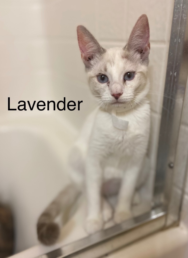 Lavender, an adoptable Siamese, Domestic Short Hair in Mabank, TX, 75156 | Photo Image 1