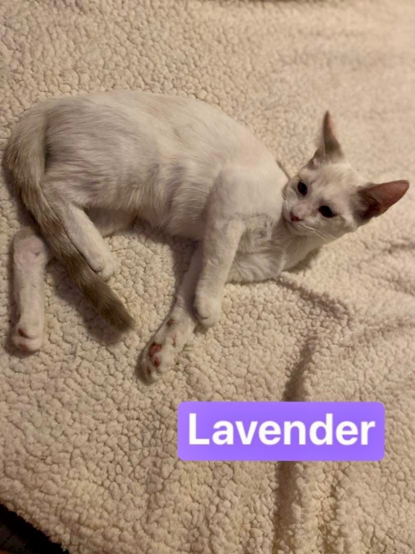Lavender, an adoptable Siamese, Domestic Short Hair in Mabank, TX, 75156 | Photo Image 2