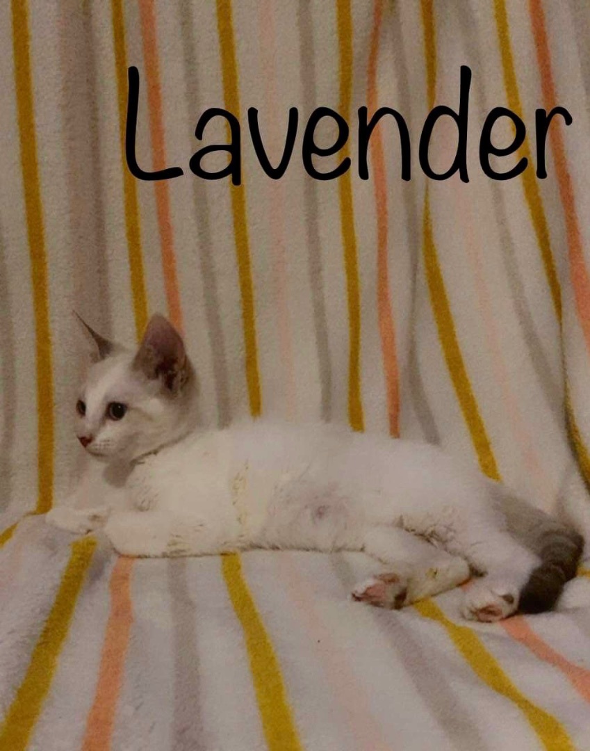 Lavender, an adoptable Siamese, Domestic Short Hair in Mabank, TX, 75156 | Photo Image 3