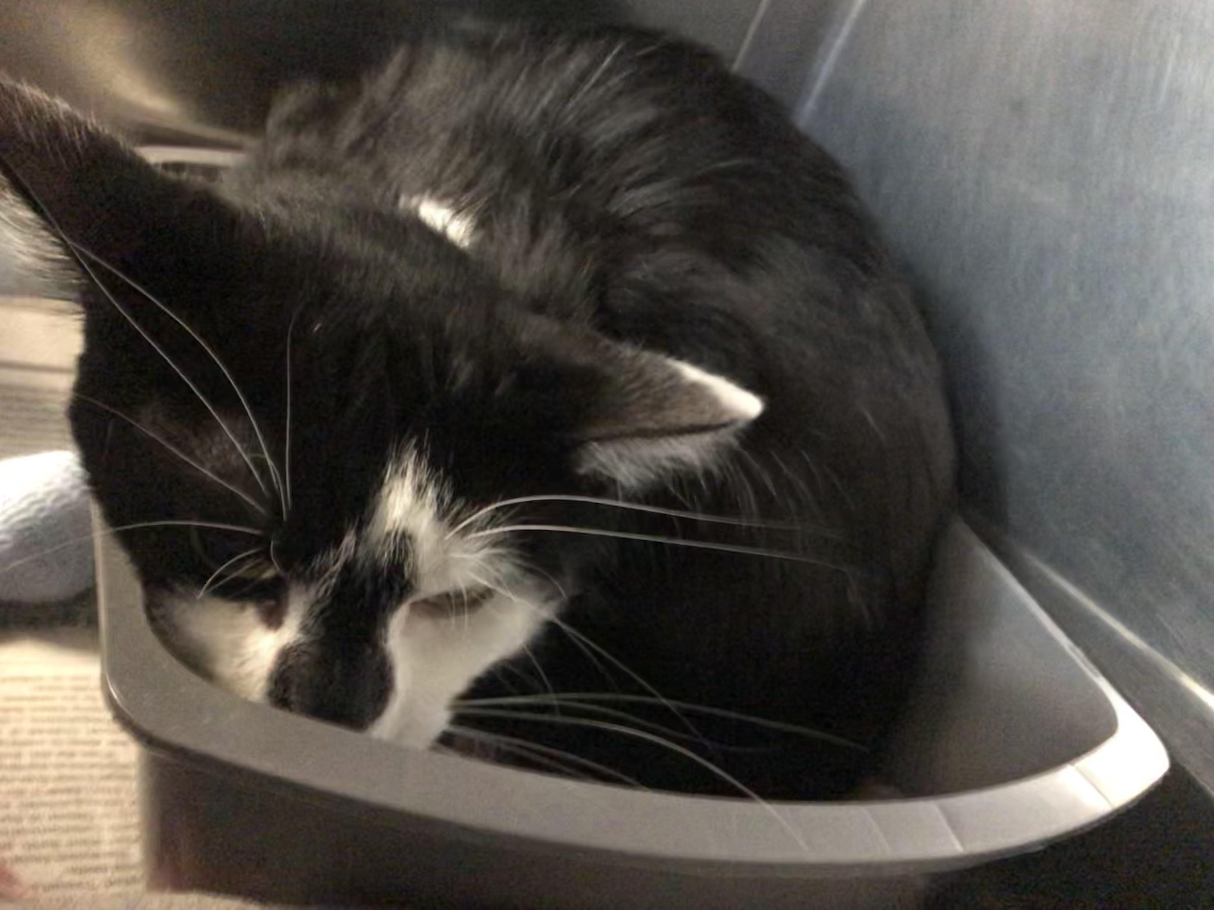 Sebastian, ADOPTABLE, Young Male Domestic Short Hair.