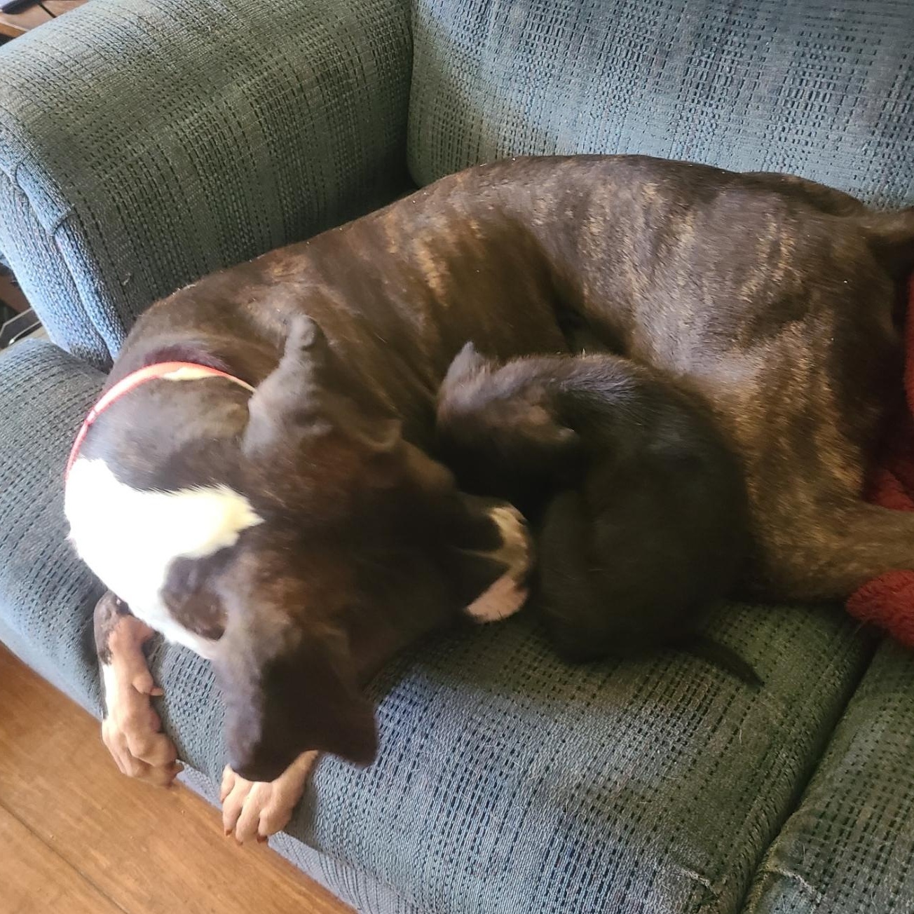 Enlarge Kenzie, a Adoptable mixed breed in Mechanicsville, MD image 6/6