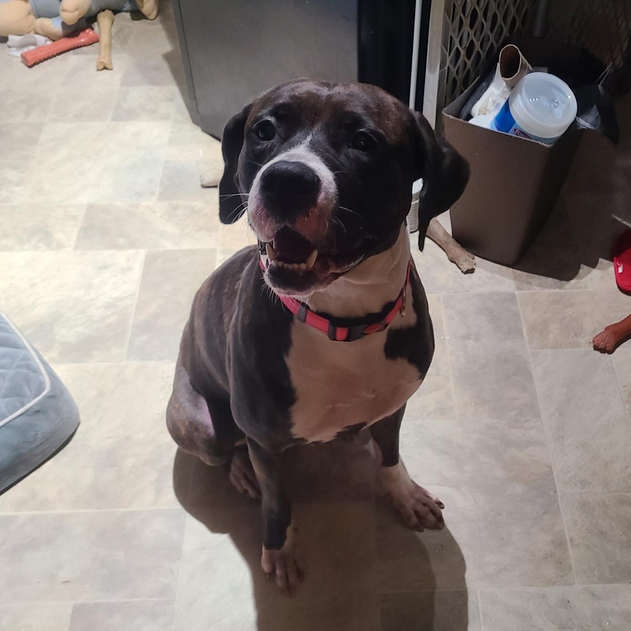 Enlarge Kenzie, a Adoptable mixed breed in Mechanicsville, MD image 4/6