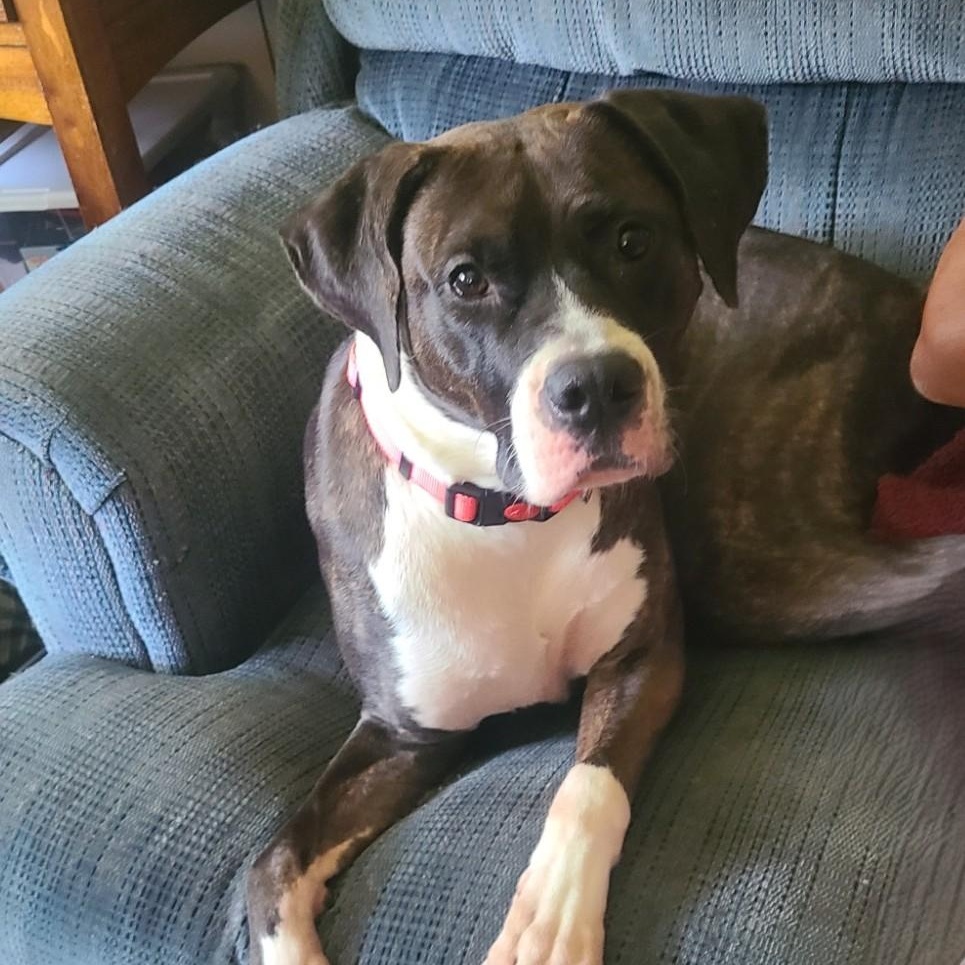 Enlarge Kenzie, a Adoptable mixed breed in Mechanicsville, MD image 3/6