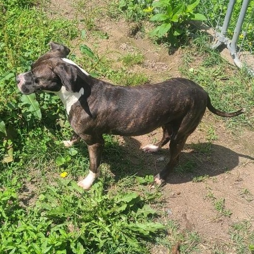 Enlarge Kenzie, a Adoptable mixed breed in Mechanicsville, MD image 5/6