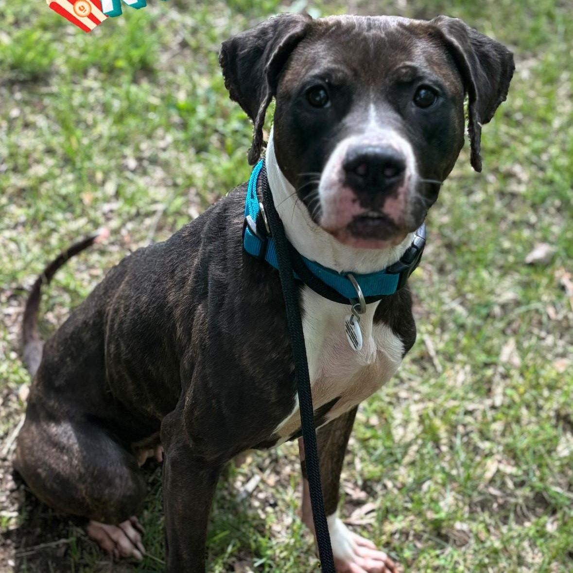 Kenzie, Adoptable, Adult Female Boxer.