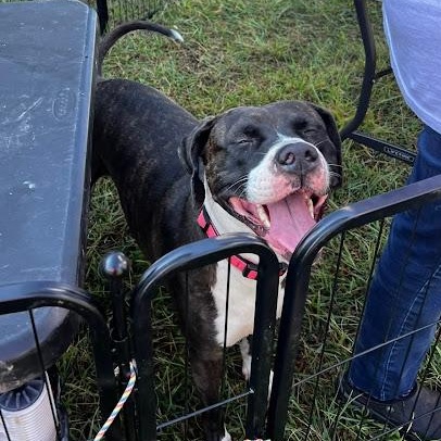 Enlarge Kenzie, a Adoptable mixed breed in Mechanicsville, MD image 2/6