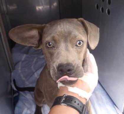 Skylar, Adoptable, Adult Female Pit Bull Terrier & Mixed Breed.