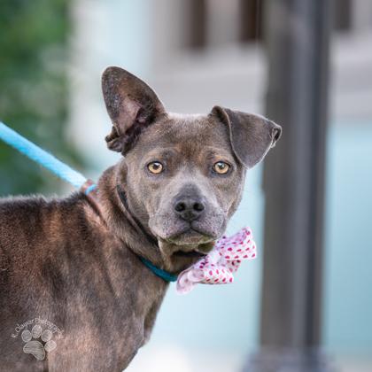 Enlarge Skylar, a Adoptable mixed breed in Honolulu, HI image 3/3
