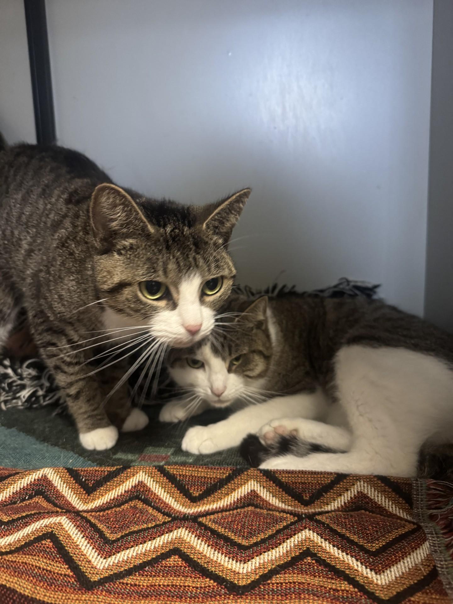 Bella + Nala, Adopted, Young Female Domestic Short Hair.