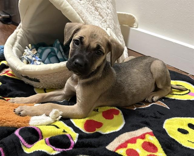 SEPTEMBER, Adoptable, Puppy Female Black Mouth Cur.