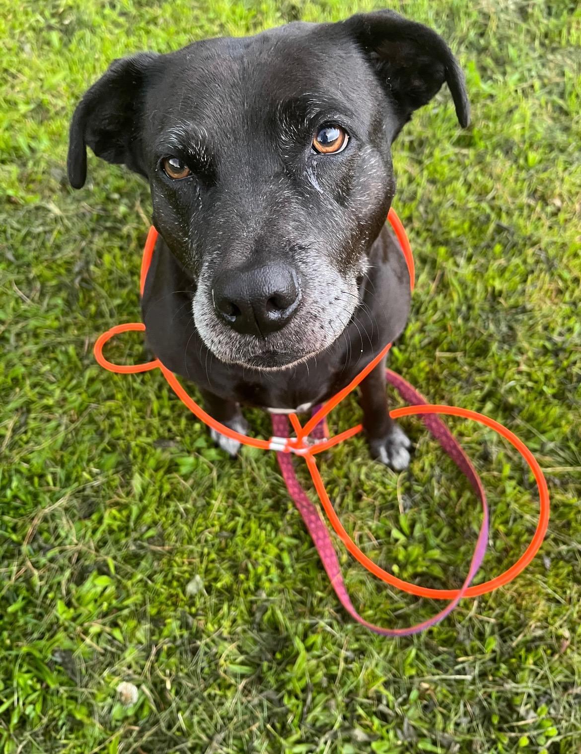 Molly #30