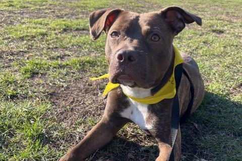 Sally, Adoptable, Young Female Mixed Breed.