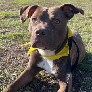 Enlarge Sally, a Adoptable mixed breed in Chicago, IL image 2/6