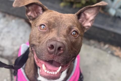 Enlarge Sally, a Adoptable Mixed Breed in Chicago, IL image 2/6