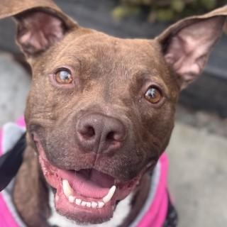 Enlarge Sally, a Adoptable mixed breed in Chicago, IL image 4/6