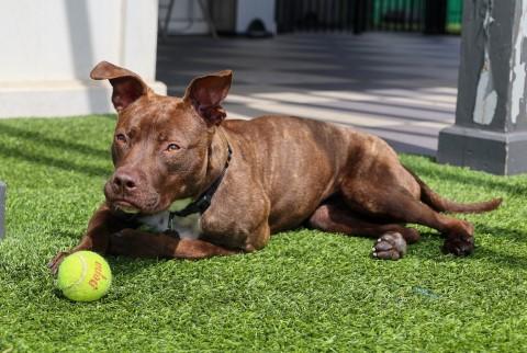 Sally, an adoptable Mixed Breed in Chicago, IL, 60614 | Photo Image 3