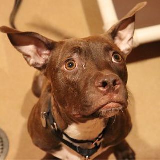 Sally, Young Female Mixed Breed